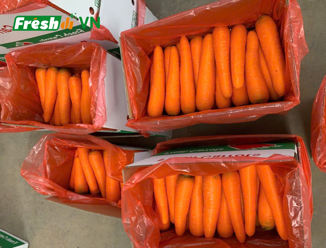 Fresh Carrot Organic Yes Shape Uniform Freshness Level Fresh Certification Phytosanitary Color Bright natural orange, Orange - Image 4