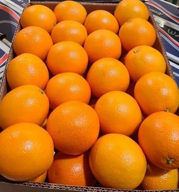 Premium Fresh Navel and Valencia Oranges - Image 3