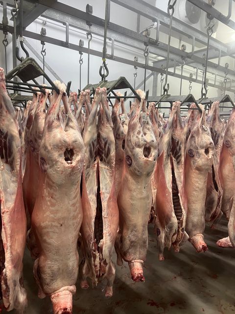 Lamb Temperature −18°c Location Capetown Origin South Africa Weight Range 18 - 22 - Image 2