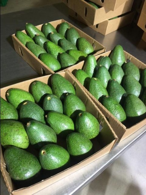 Avocado Origin kenya Product Type Fruits & Vegetables - Image 2