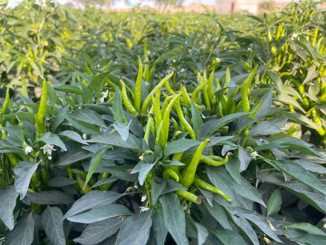 Green chillies Place of Origin Pakistan Packaging Depends on buyer - Image 5