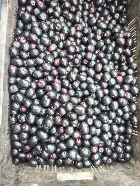 G4 Green Chilli, Mangoes, Indan Blackberries (Seasonal), Onions, Rice, Foxnuts, etc. - Image 6
