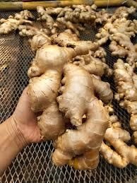 Fresh Ginger Buyer Dried Ginger Origin Netherlands Shelf Life 2 YEARS Color Natural Yellow Place of Origin THAILAND Tran - Image 3