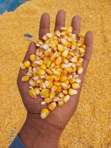 Whole Yellow Maize - Image 1