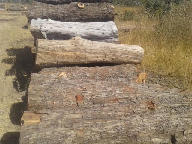 Vaneer White oak logs for timber - Image 3