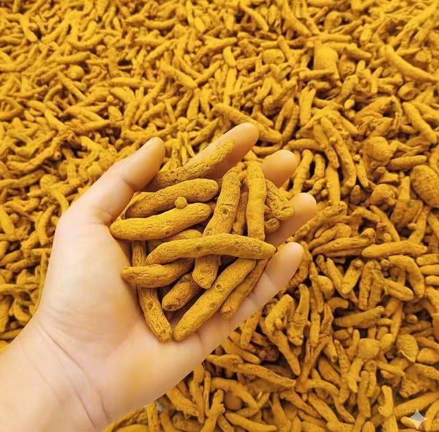 Dried Turmeric Finger (double polished) Moisture Content Low Aroma Distinctive, Sharp, Aromatic Primary Use Raw Material For Spices - Image 1