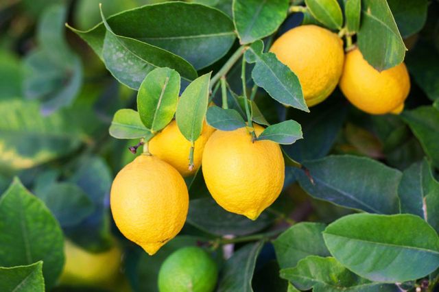 Fresh Lemon Ph 3.5–4.0 Moisture Content 80–85% Size 65–85 Mm (grade A) Weight Per Fruit 150–250 G Tss Degree Brix 11–15 - Image 1