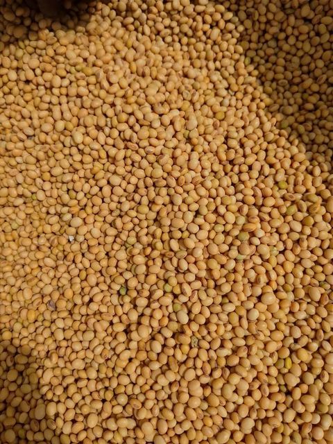 Process cashew, raw cashew, soyabeans, cocoa beans, sesame seed, cassava chips and more - Image 1