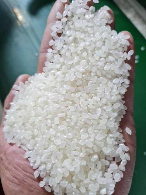 Japonica Rice - Image 3