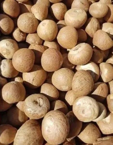 Indonesian Areca Nut Shape Whole Grade Premium Origin Indonesia Features Organic Size 80-85 / 90-95 Product Type Spices Place of Origin Indonesia - Image 4