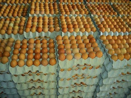 Fresh Brown Table Eggs Chicken Eggs / Fresh Chicken Table Eggs Brown and White - Image 2