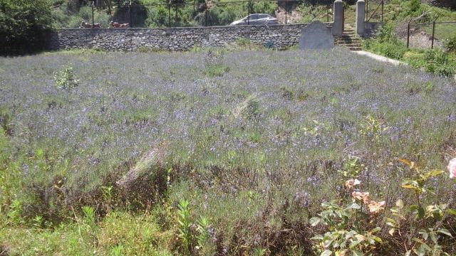Dried Lavender Grade FOOD Packaging HDPE BAGS Max. Moisture (%) 8% Shelf Life 24 MONTHS Place of Origin INDIA Storage Type COLD STORAGE - Image 3