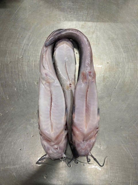 Walking catfish Packaging Unit 1 Kg/bags Glazing Percentage 10-30% Net Weight Percentage 90-70% Minimum Order Quantity 1 * 20 Feet - Image 2