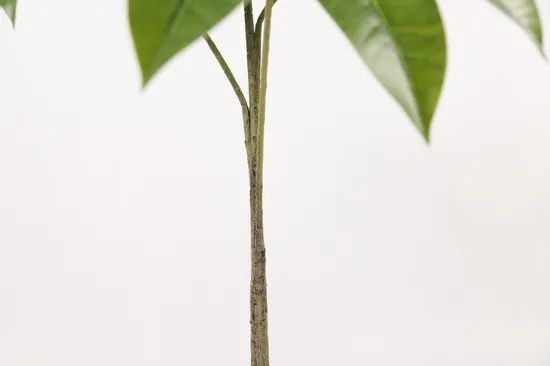 Umbrella Tree New Style Ecofriendly Artificial Plant - Image 4