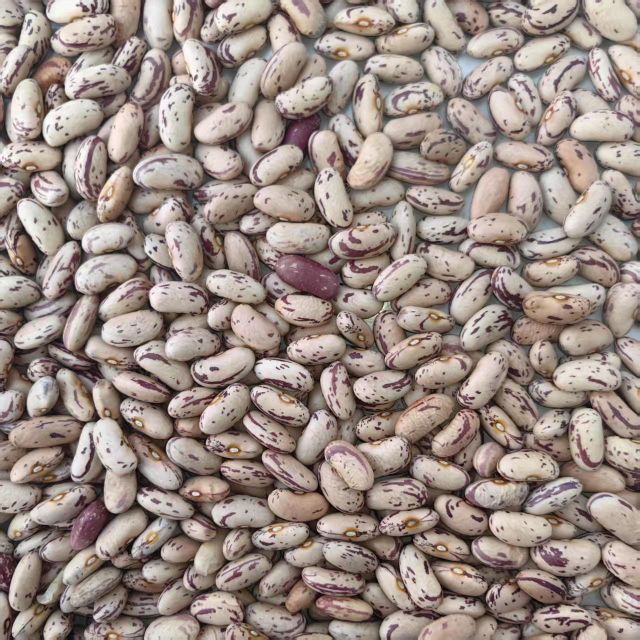 Premium Organic Milk Kidney Beans, Natural Non-GMO High Protein Dried Beans for Cooking & Baking - Image 3