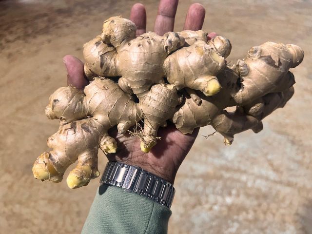 Fresh Thai Ginger 200g & up 5kg - 10kg PVC Carton - Image 4