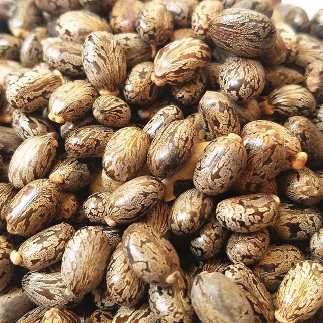 Purchase the best Quality Premium Castor Seeds with fast delivery and wholesale pricing Perfect for large scale planting - Image 3