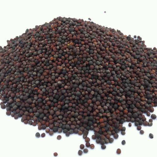 Canola Seeds Moq 10 Tons Style Dried Crop Current Year Shelf Life 24 Months Content Canola Seeds Place Of Origin France Grade 100% Pure Natural - Image 1