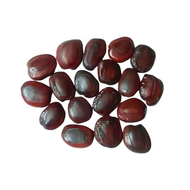Tamarind seed Tamarind kernel Tamarind stone Tamarindus indica seed Tamarind kernel seed Tamarind kernel powder (when processed) Tamarind seed coat Tamarind pit Tamarind nut Tamarind grain - Image 2
