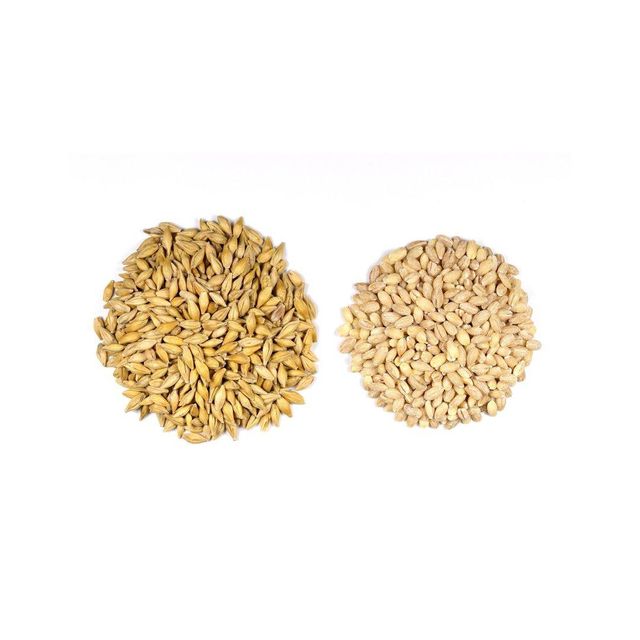 Barley seeds supplied in bulk quantity with factory price and quick dispatch - Image 2