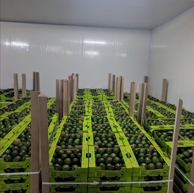 New Harvest –Healthy Avocados | New Zealand Origin (24 Pieces per Box),High Quality Fresh Avocado - Image 3