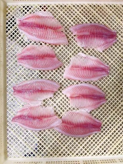 Tilapia Fillets IQF Frozen Tilapia Fillet Type Fish Origin China Trademark primega Shelf Life >12 Months Saving Condition - Image 4