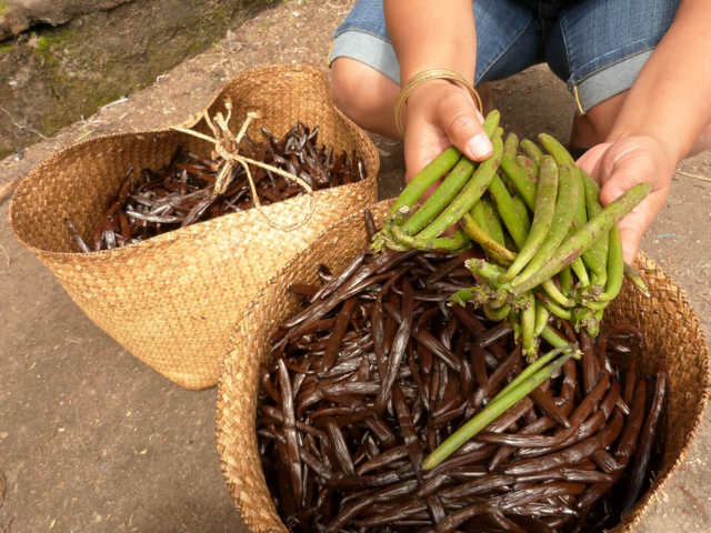Vanilla of Madagscar – product photo 3, product detail gallery