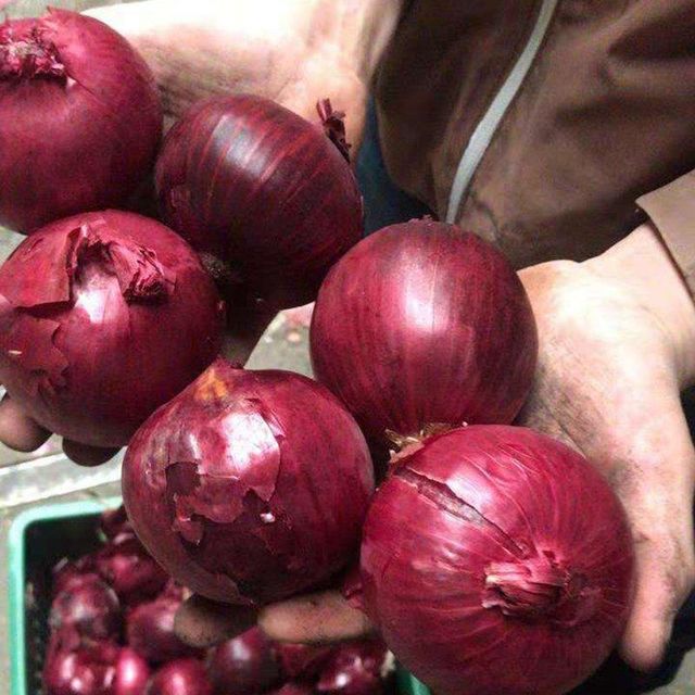 FRESH RED ONION - Image 2
