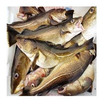 Fresh frozen Atlantic cod Fish / Fillets Buy Online Wholesale Deal Manufacturer Bulk Stock Supplier - Image 2