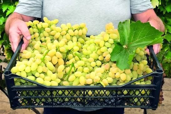 Grapes Color Varied Quality 100% Texture Fresh Flavor Natural Packaging Tray Handling Method Handpicked And Carefully Handled - Image 2