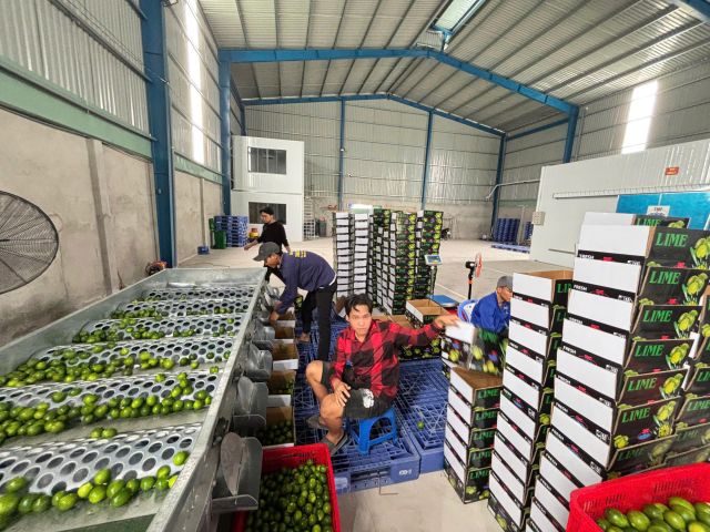 TECHMIFOOD BRAND Fresh Premium Grade Vietnam Seedless Limes (4.5kg) - Image 3