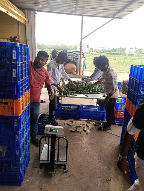 Fresh Okra Daily Supply Capacity 3 Tons Unit Cost 685 Dollars Per Ton Certifications Indian Government Certified Upcoming Monthly Supply Capacity 5 To 6 Tons - Image 2