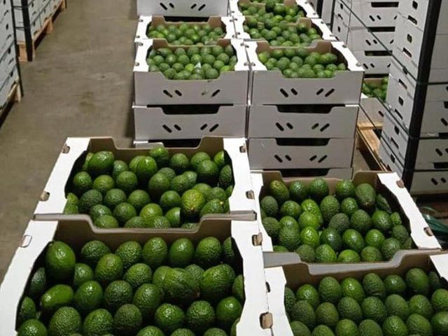 Farm Fresh Avocado Ripe Green Fruit With Smooth Texture And Delicious Flavor For Healthy Eating And Kitchen Preparation - Image 4
