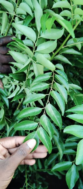 Organic Fresh Curry Leaves directly sourced from Farm land - Image 3