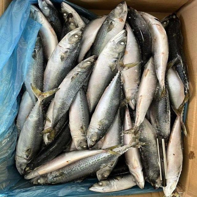 Frozen Pacific Mackerel Fish Available With Natural Taste Rich Nutrition And Reliable Seafood Solution For Retail - Image 2