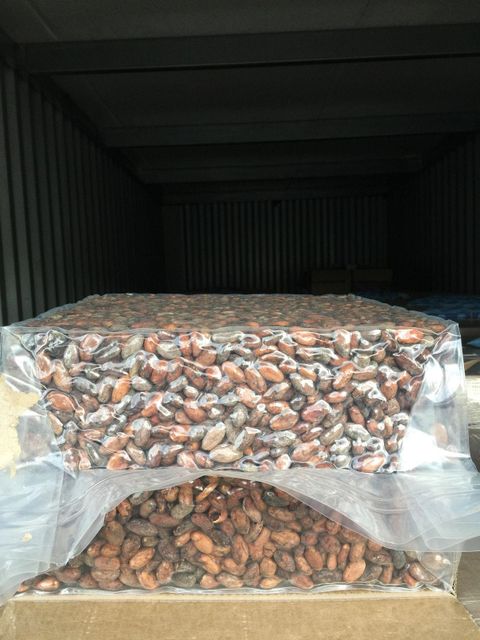 Premium Cocoa Beans – Grade 1, Fermented & Sun-Dried | Bulk Wholesale Supply - Image 3
