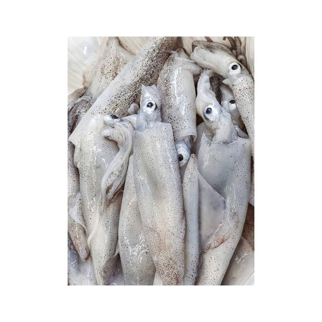 Frozen Fresh Illex Squid Carefully Packed Marine Product Supporting Wholesale Seafood Distribution And Import Supply - Image 3
