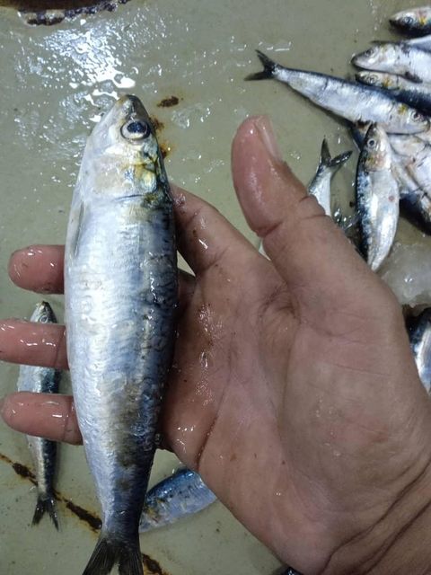 Animale Sardine – Bait Sardine - Image 4