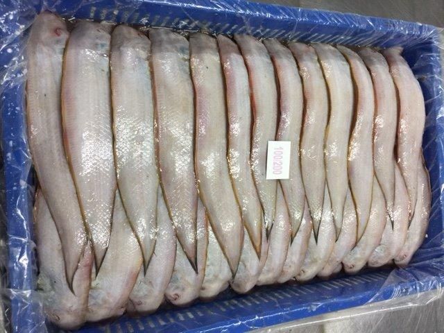 INDIAN FISH FROZEN SOLE FISH INDIAN SEAFOOD EXPORT Grade A Content NA Shape Piece Style FROZEN Packaging Box Ingredients - Image 3