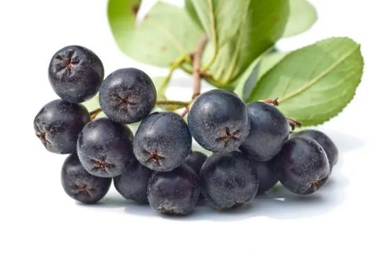 Natural Aronia Chokeberry Fruit Powder Juice Powder - Image 2