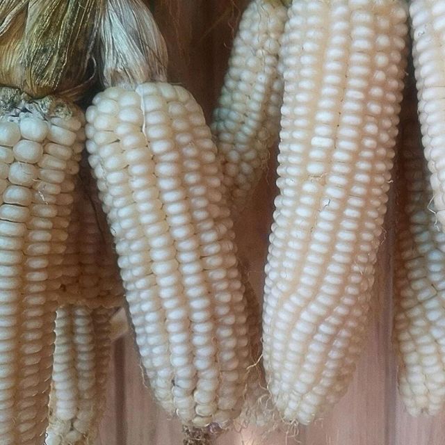 Fresh harvested White Corn ready White Corn for immediate shipment with premium quality and competitive price - Image 3