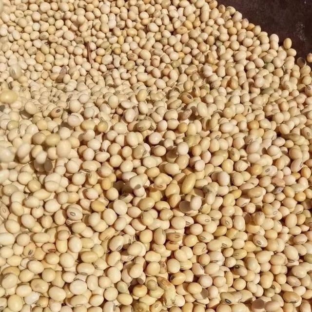 Natural Soybean Seed With 99% Purity Non GMO Freshly Harvested Rich Protein Soybean Seed Packed For Sale - Image 4