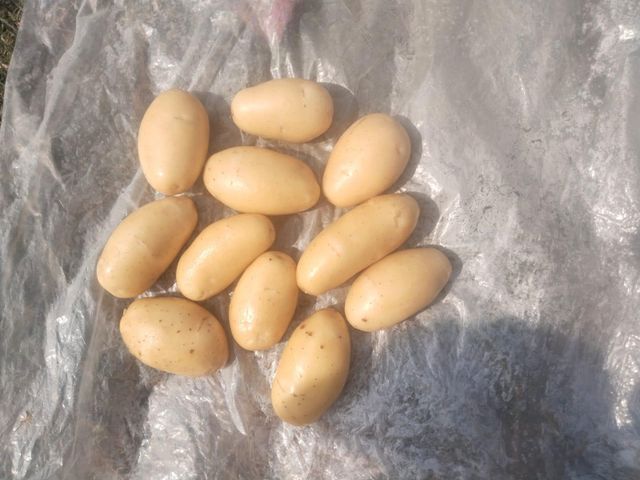 Fresh Potato - Image 2