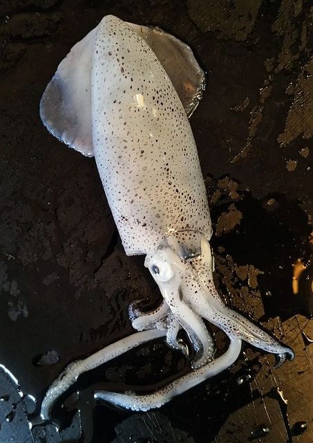 sells Frozen Squid, Frozen Calamari and Squid Ring products - Image 4