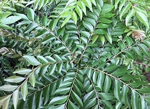 Curry Leaves - Image 1