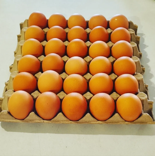 Fresh Chicken Eggs Brown Large Size | Circle A Farms Brand (OEM Available) - Image 3