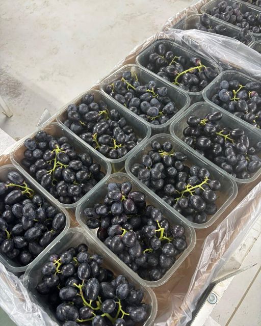 Fresh Midnight Beauty Sugra 13 Seedless Grapes for sale!! Class 1 export quality black seedless grapes for export – product photo 4, product detail gallery