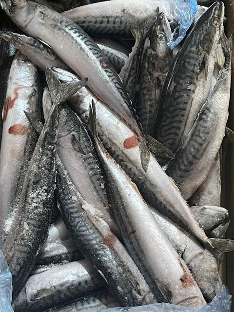 Fresh Frozen Mackerel Fish Type fish Protein Content High Shelf Life 18–24 Months At -18°c Omega-3 Fatty Acids Content Rich - Image 2