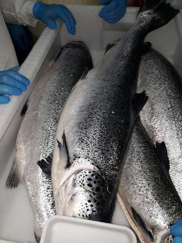 Buy Salmon Fish Frozen Fillet Fresh And Frozen Atlantic Salmon Fish/Whole Frozen Salmon/Salmon Head - Image 2