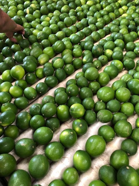 Premium Fresh Seedless Lime from South Africa Organic Yes Origin South Africa Texture Fresh And Firm Color Vibrant Green Skin - Image 5